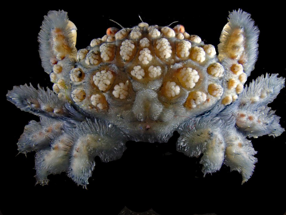 gbif image for Actaea palmeri