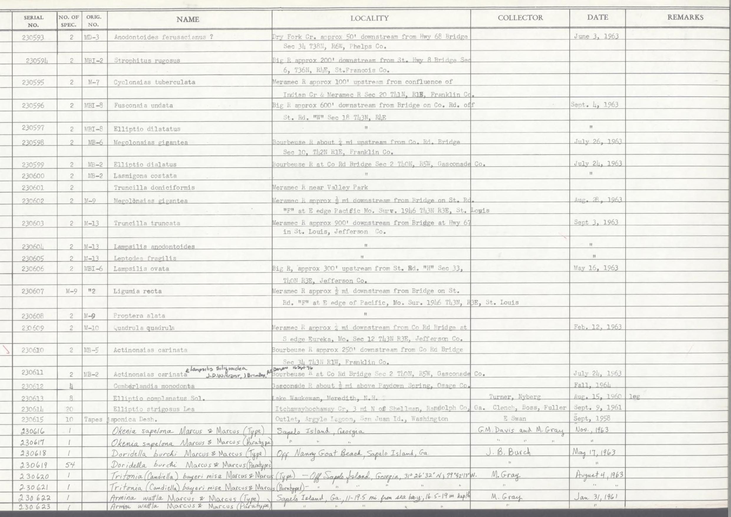 gbif image for Doridella burchi