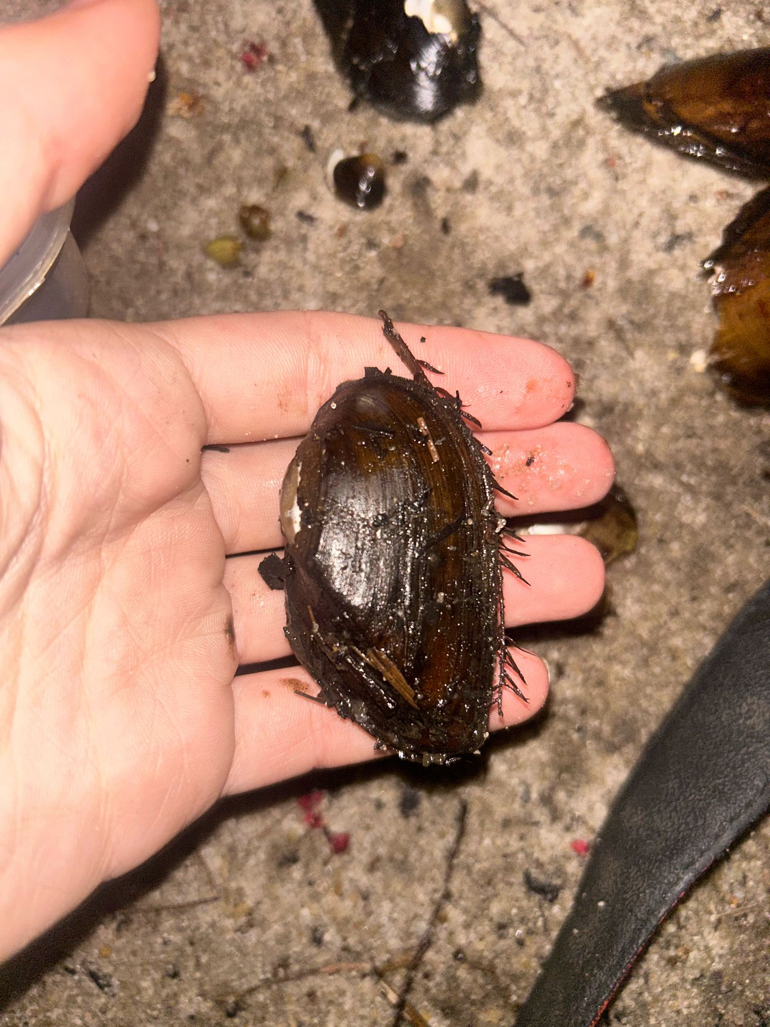 gbif image for Elliptio congarea