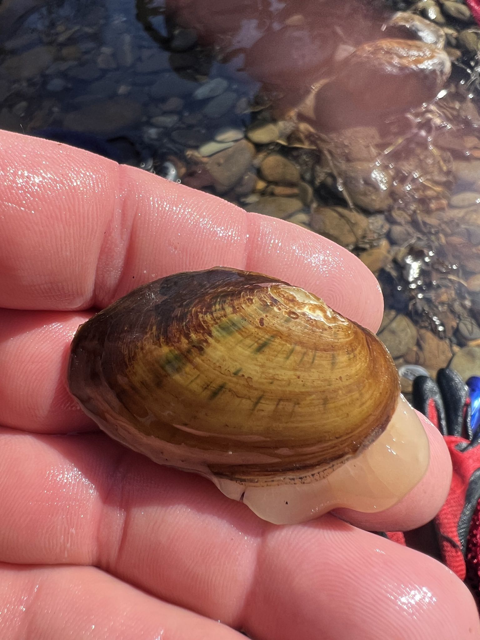 gbif image for Villosa nebulosa