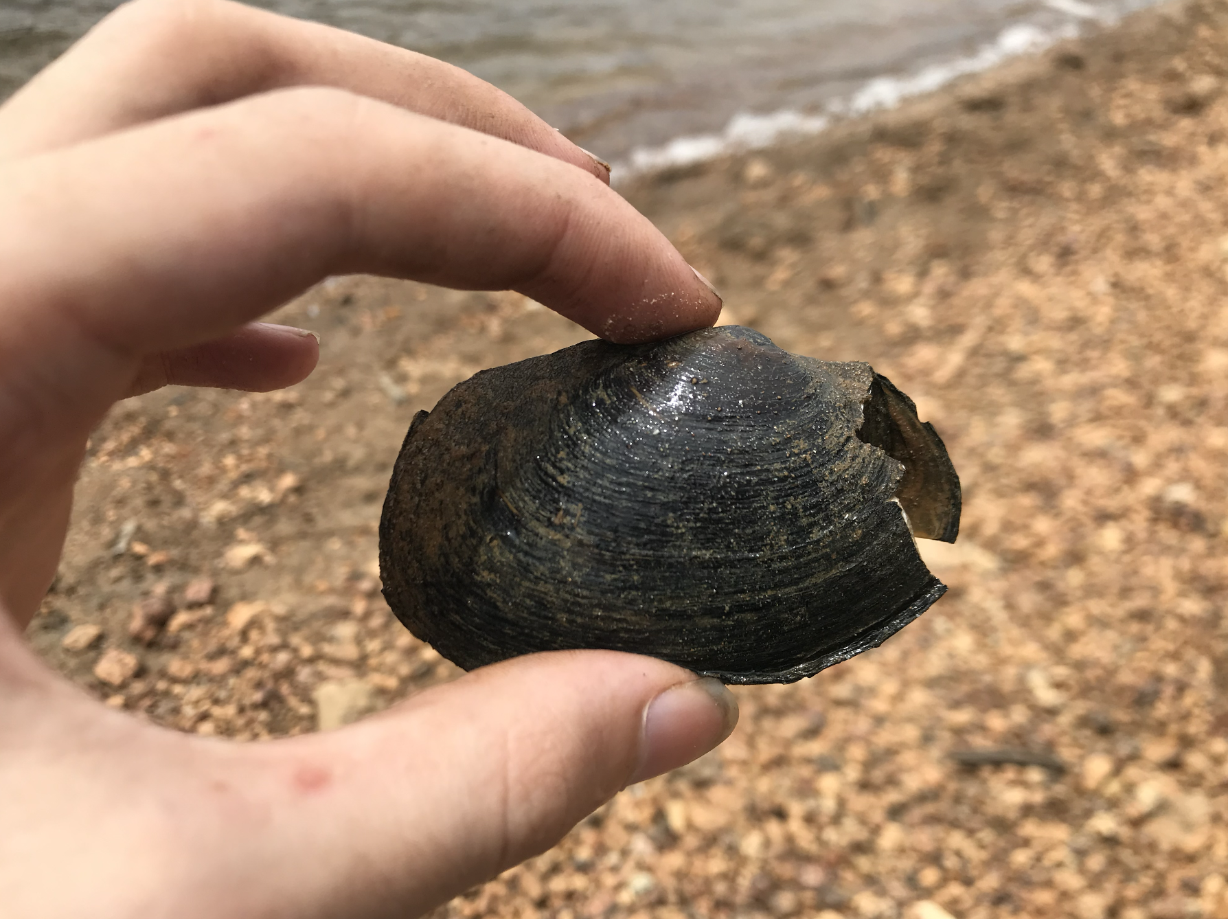 gbif image for Westralunio carteri