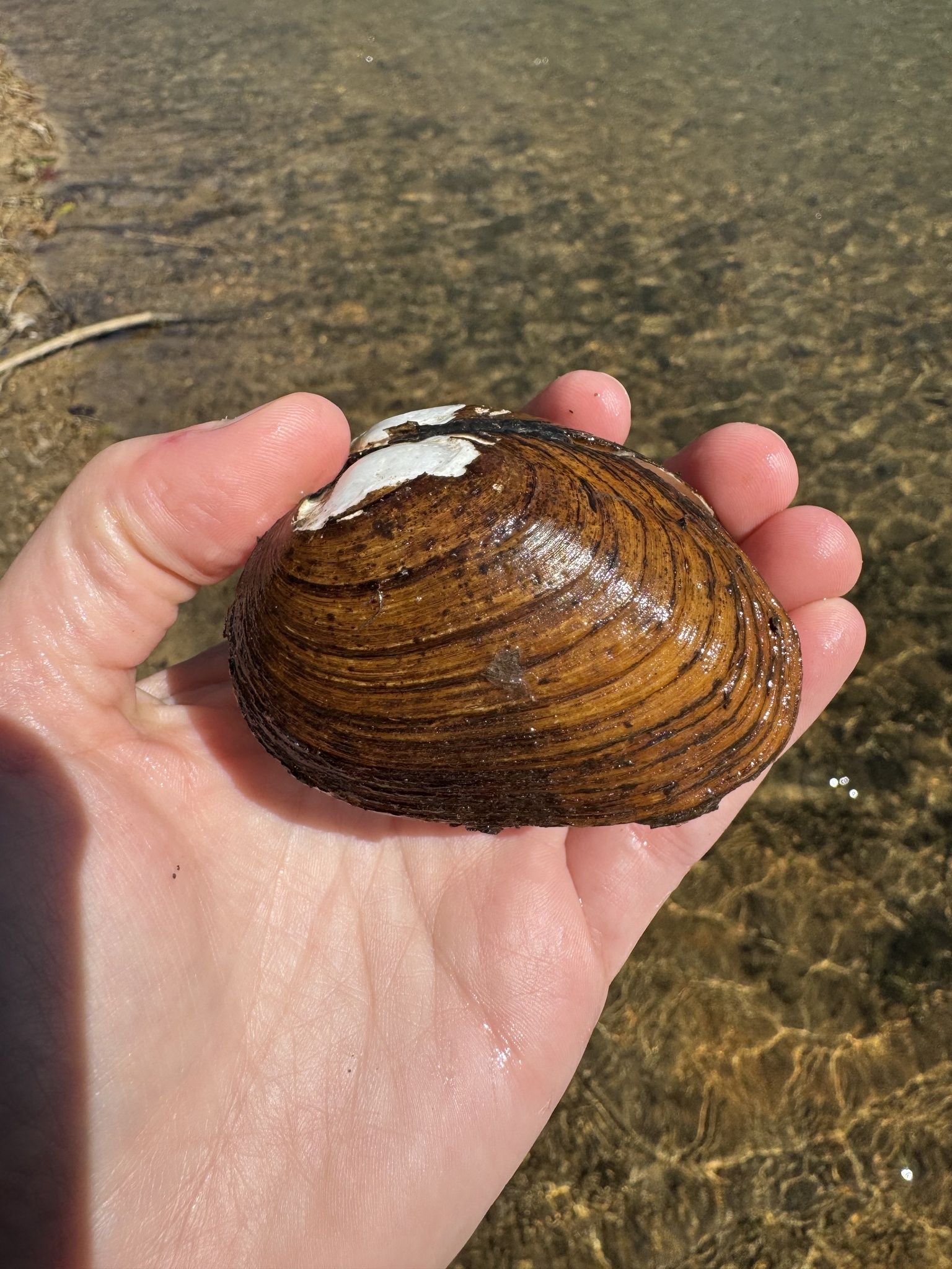 gbif image for Fusconaia subrotunda