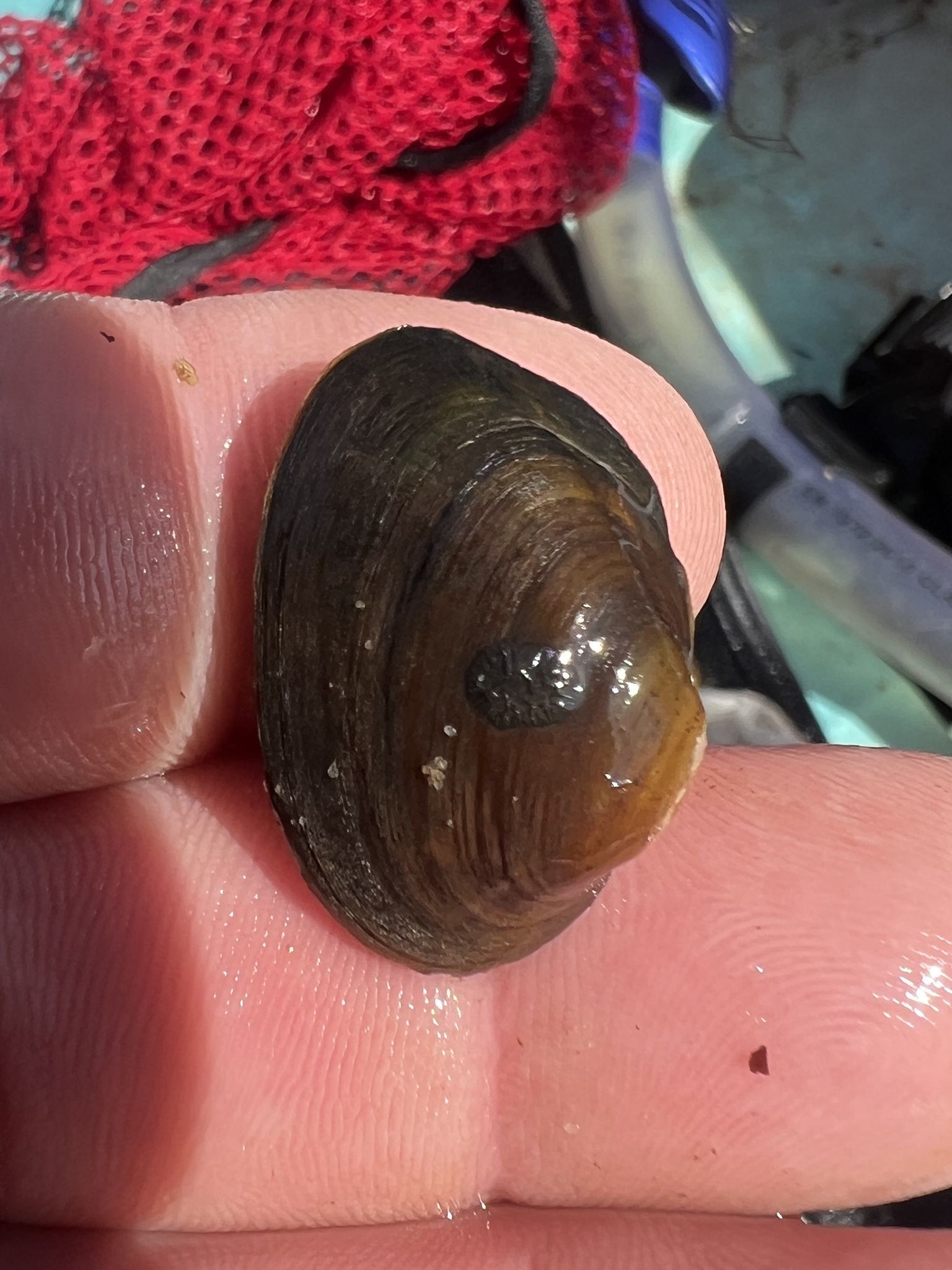 gbif image for Villosa trabalis