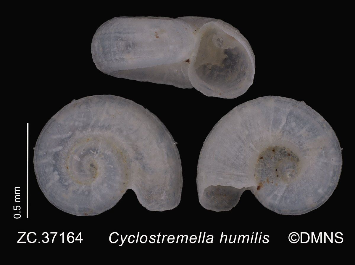gbif image for Cyclostremella humilis