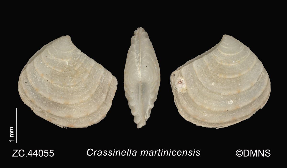gbif image for Crassinella martinicensis