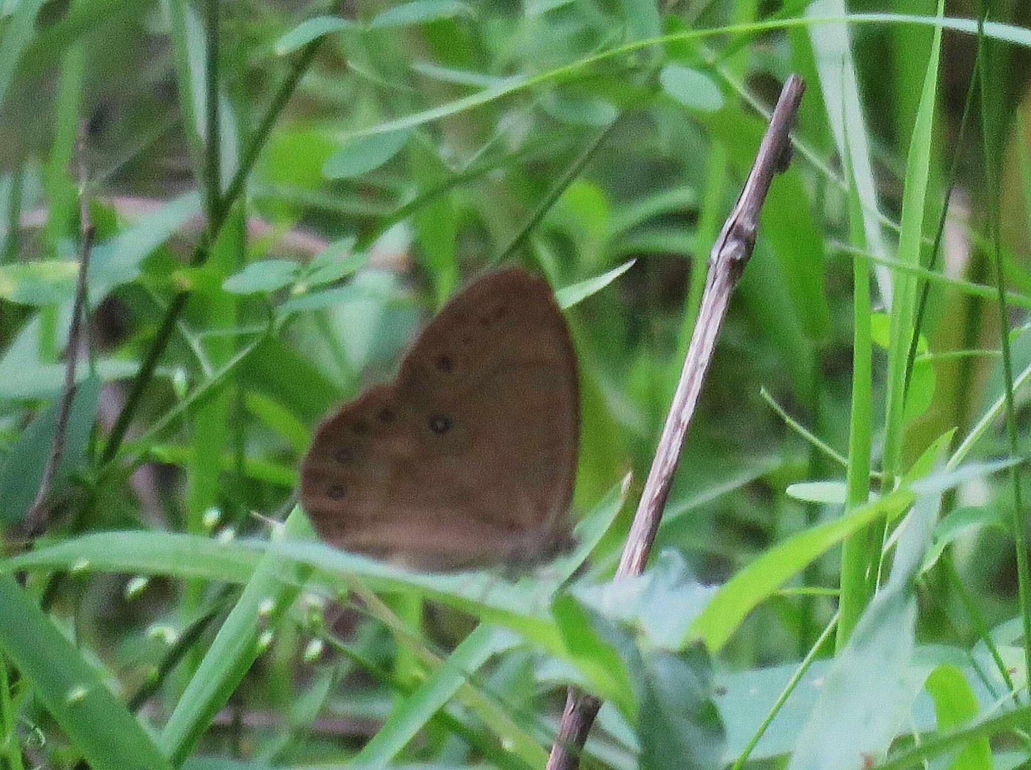 gbif image for Lethe eurydice