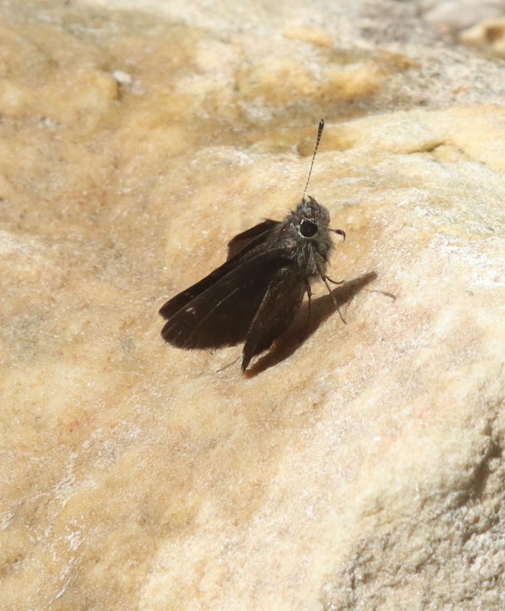 gbif image for Amblyscirtes aenus