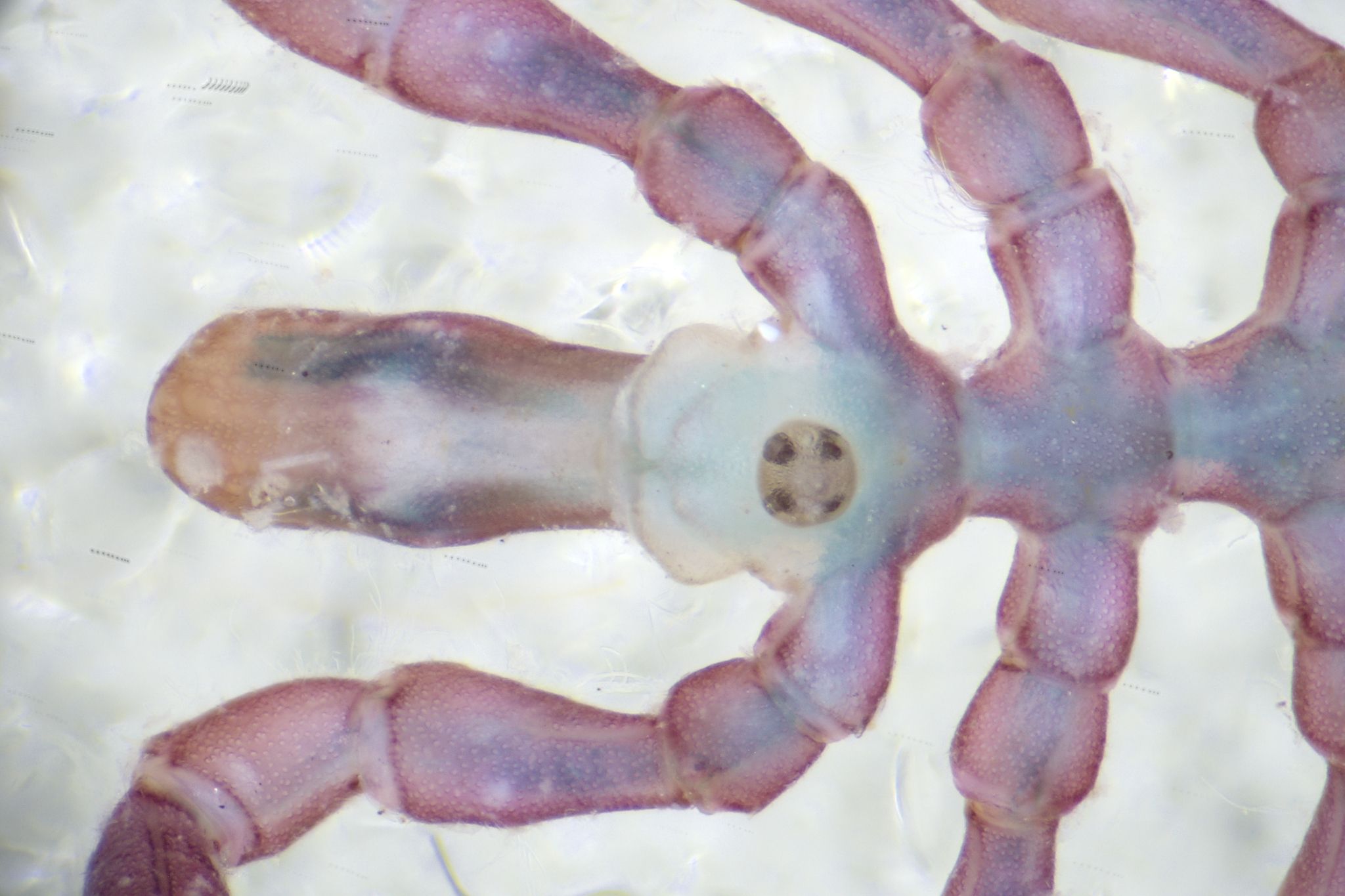 gbif image for Endeis spinosa