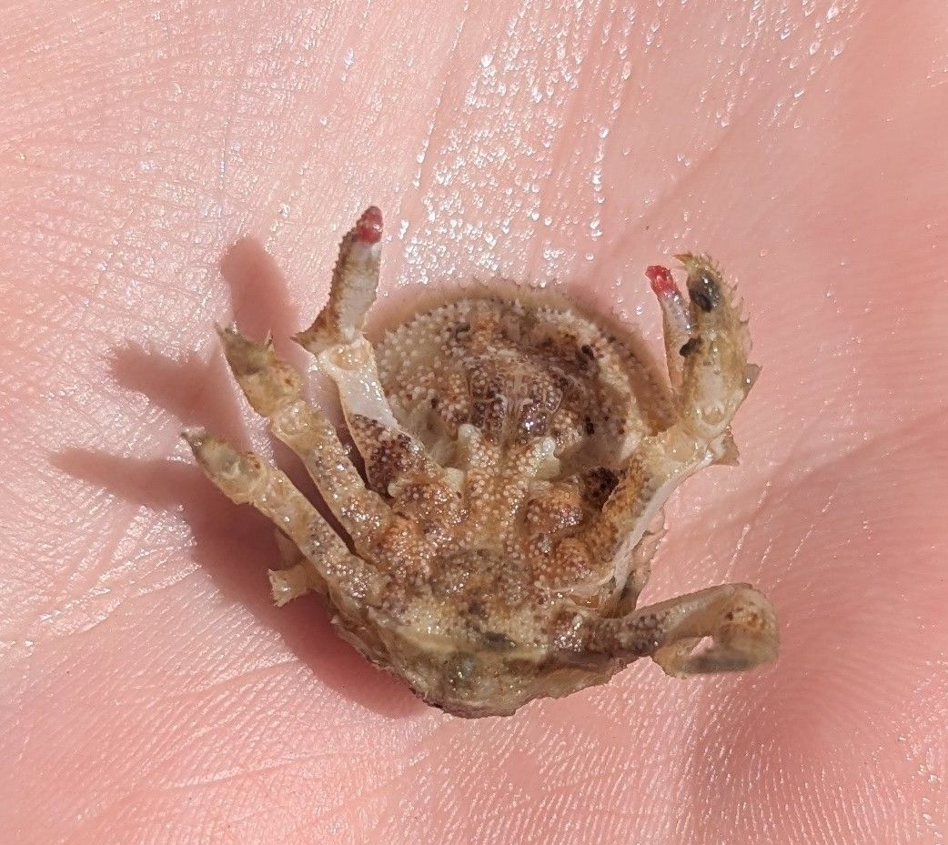 gbif image for Hypoconcha arcuata