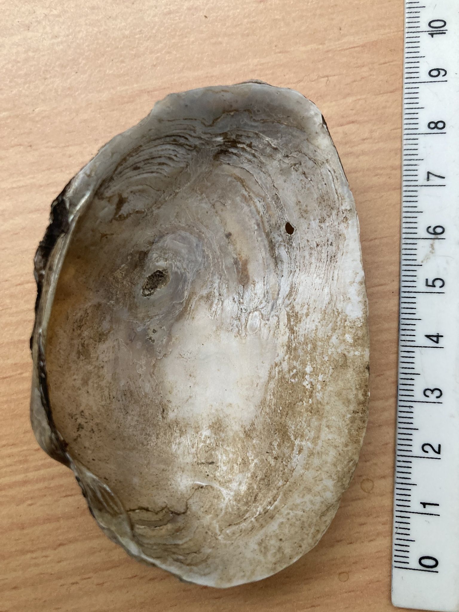 gbif image for Alathyria jacksoni