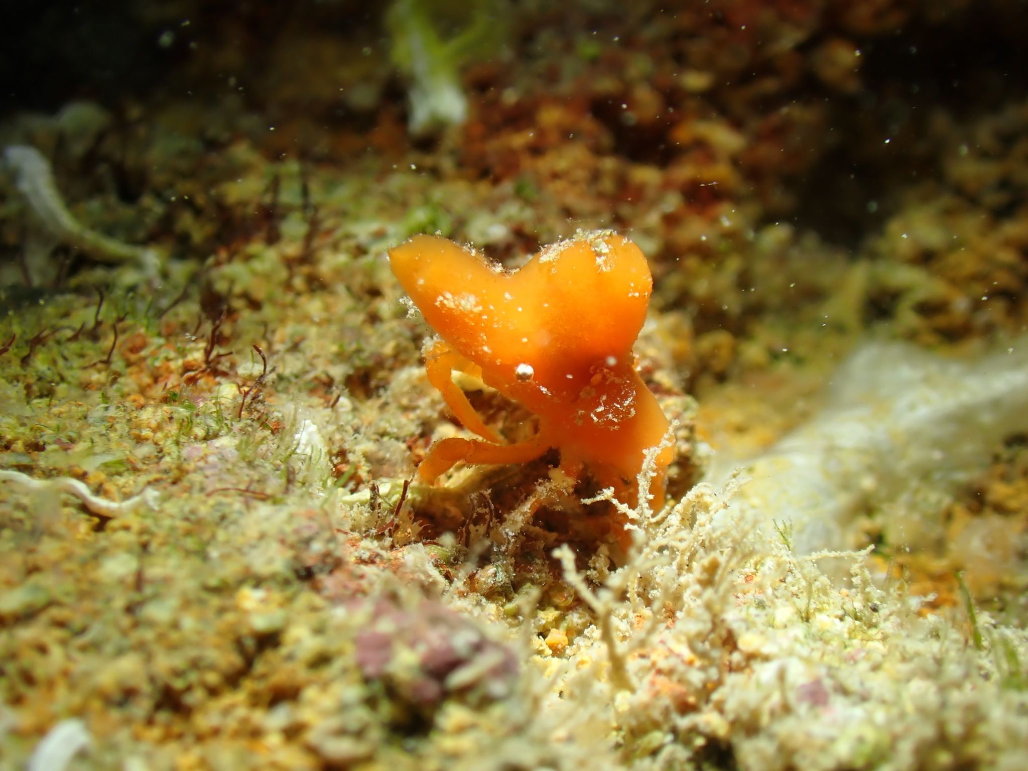 gbif image for Macrocoeloma trispinosum nodipes