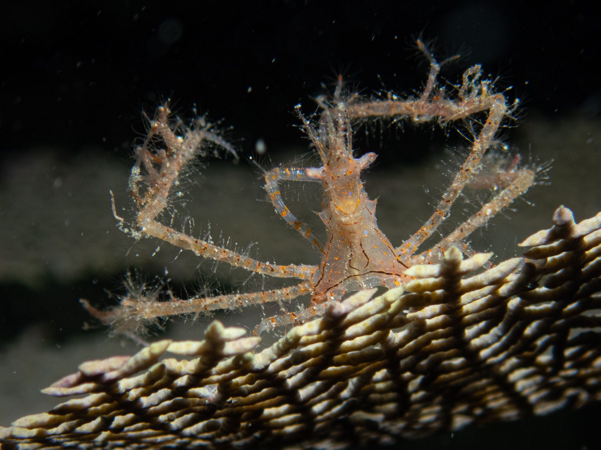 gbif image for Podochela gracilipes