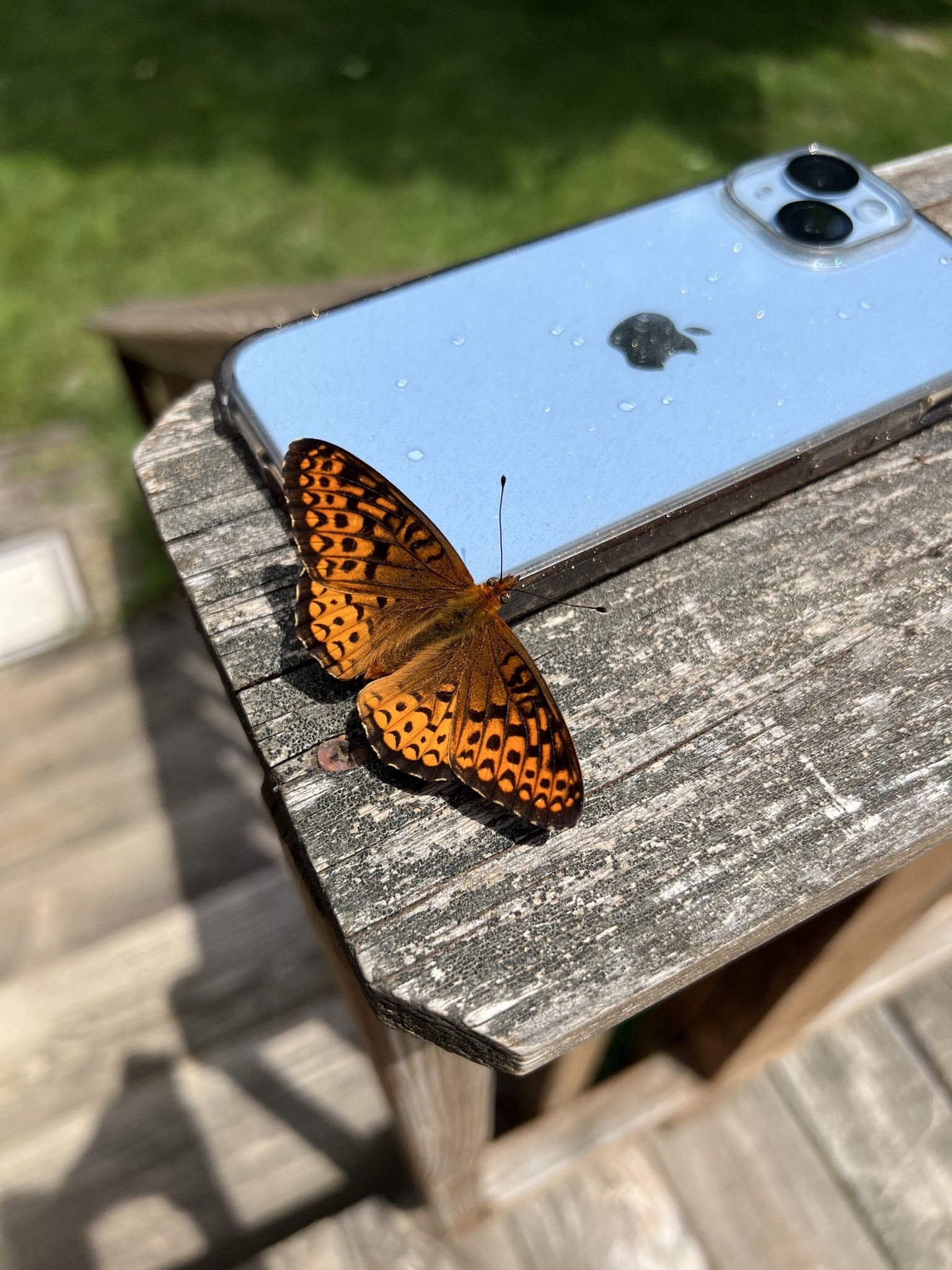 gbif image for Speyeria atlantis