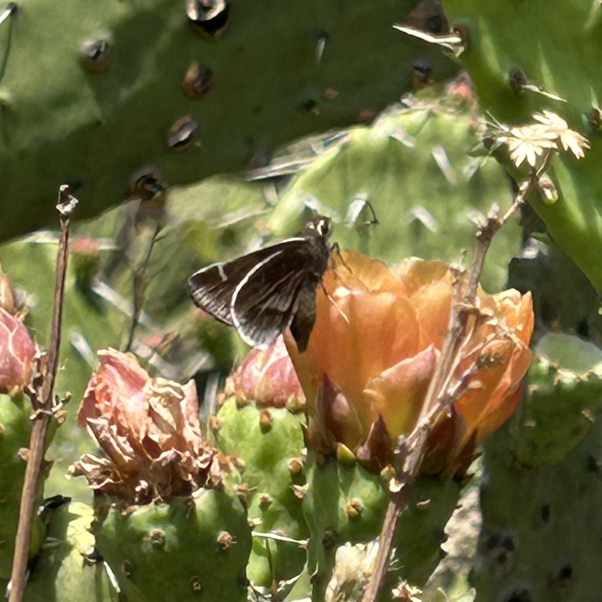 gbif image for Atrytonopsis deva