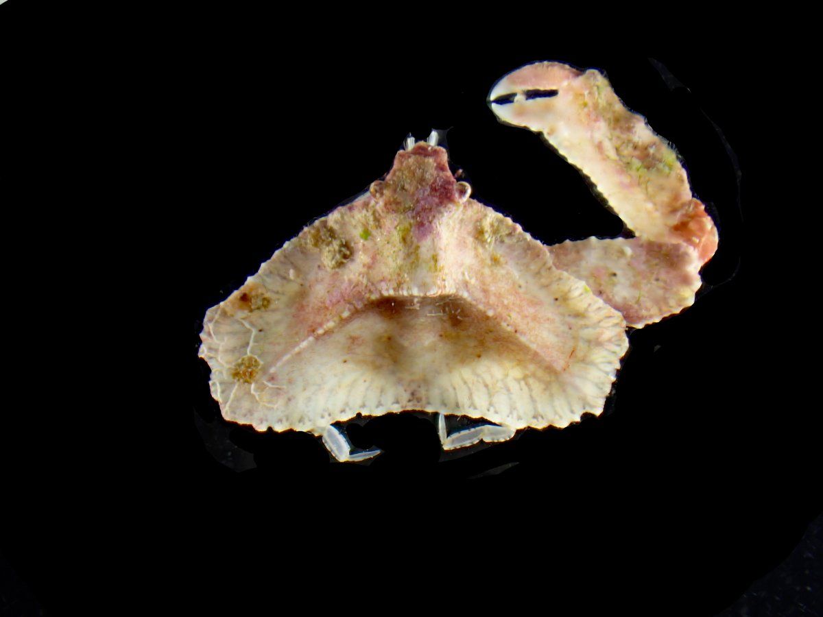 gbif image for Cryptopodia concava