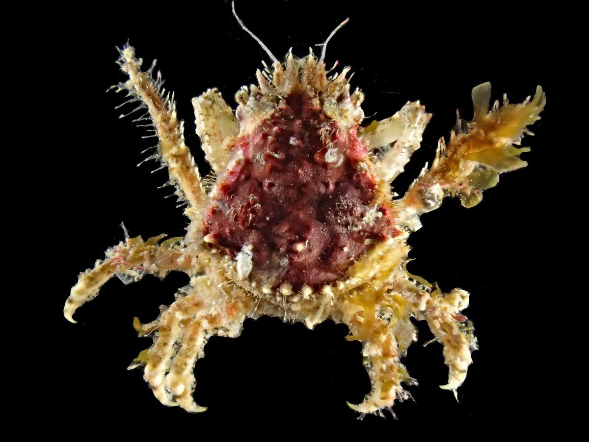 gbif image for Microphrys antillensis