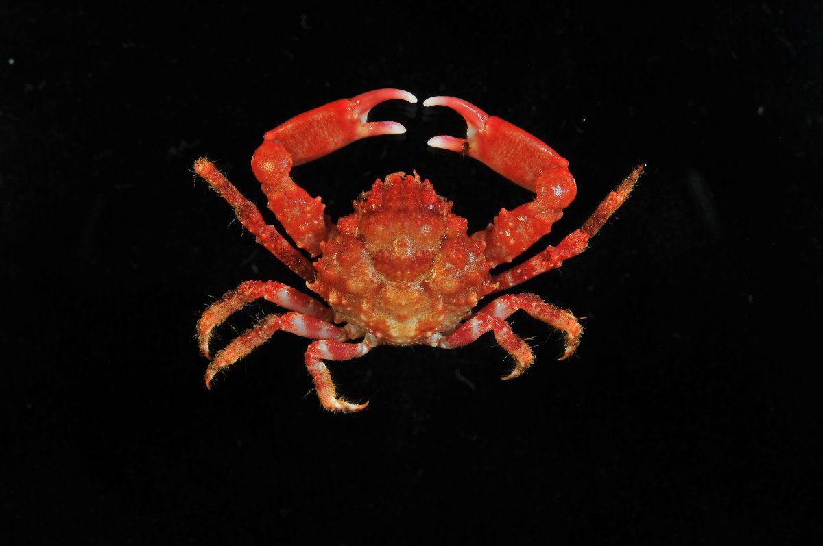 gbif image for Mithrax pleuracanthus