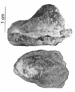 gbif image for Ptychodus mortoni