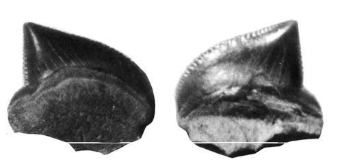 gbif image for Squalicorax kaupi