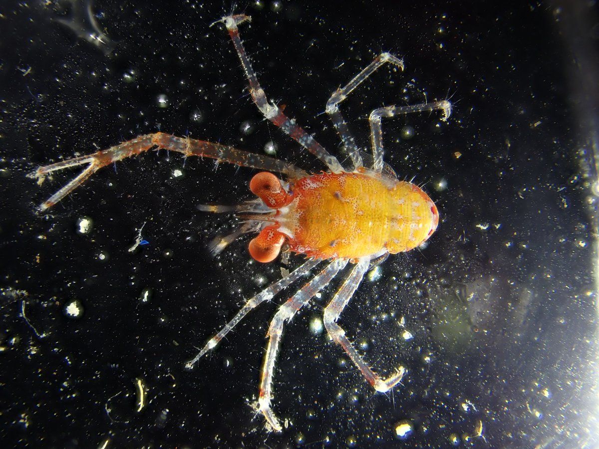 gbif image for Munida angulata