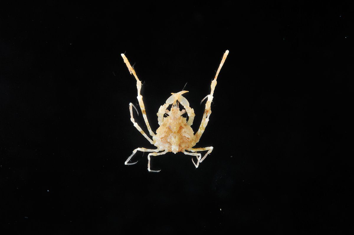 gbif image for Euprognatha rastellifera marthae