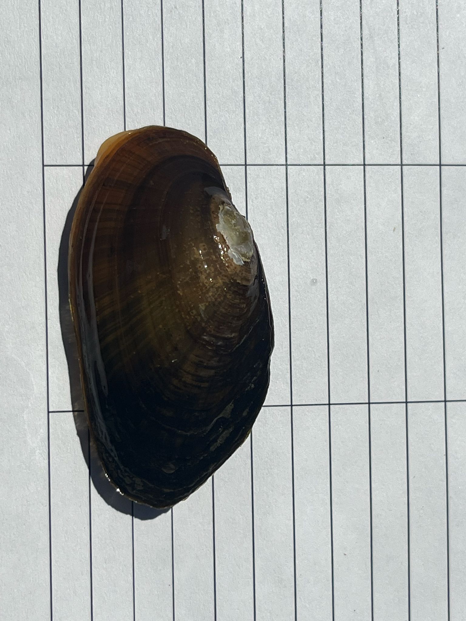 gbif image for Alasmidonta raveneliana