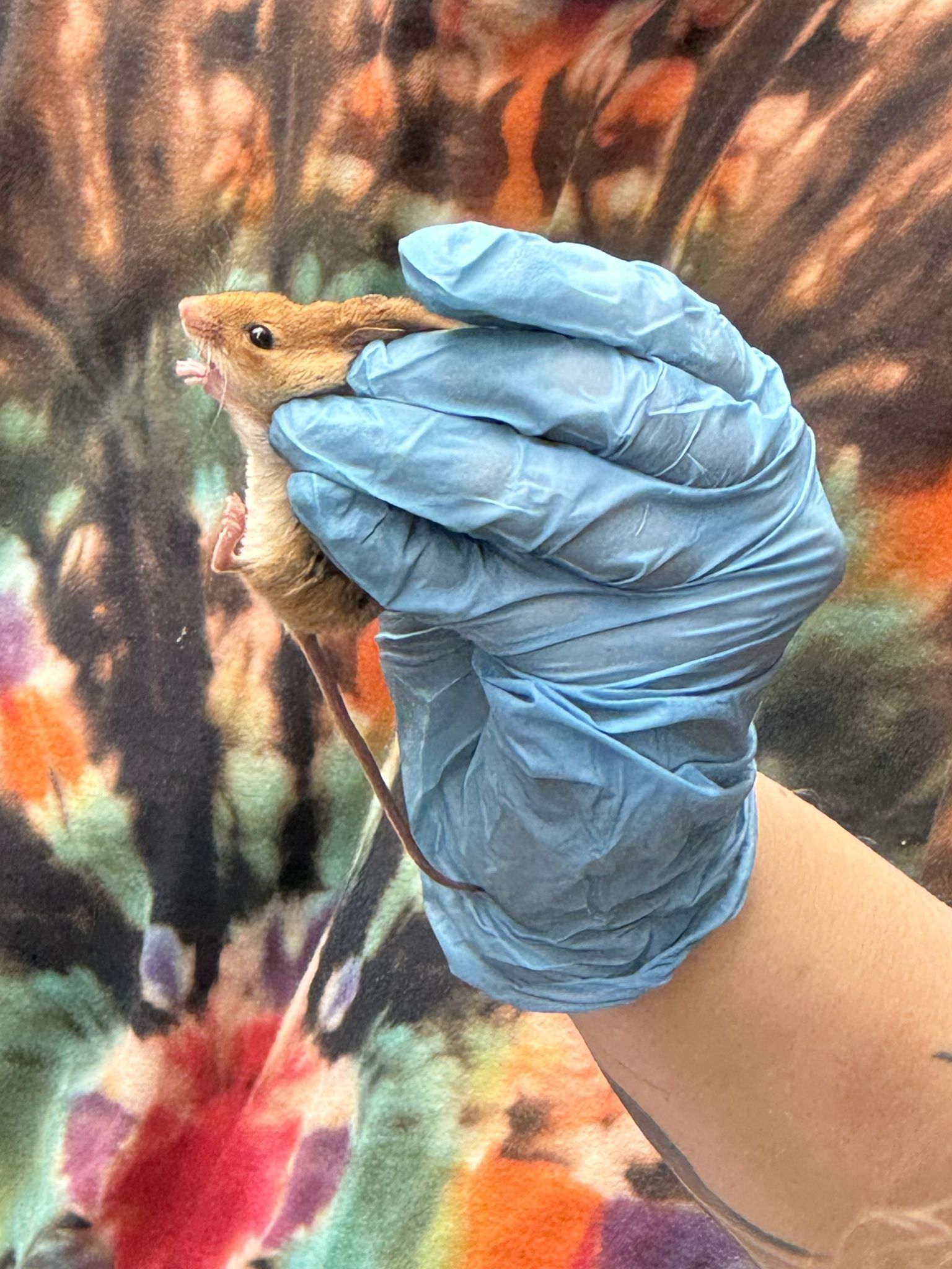 gbif image for Ochrotomys nuttalli