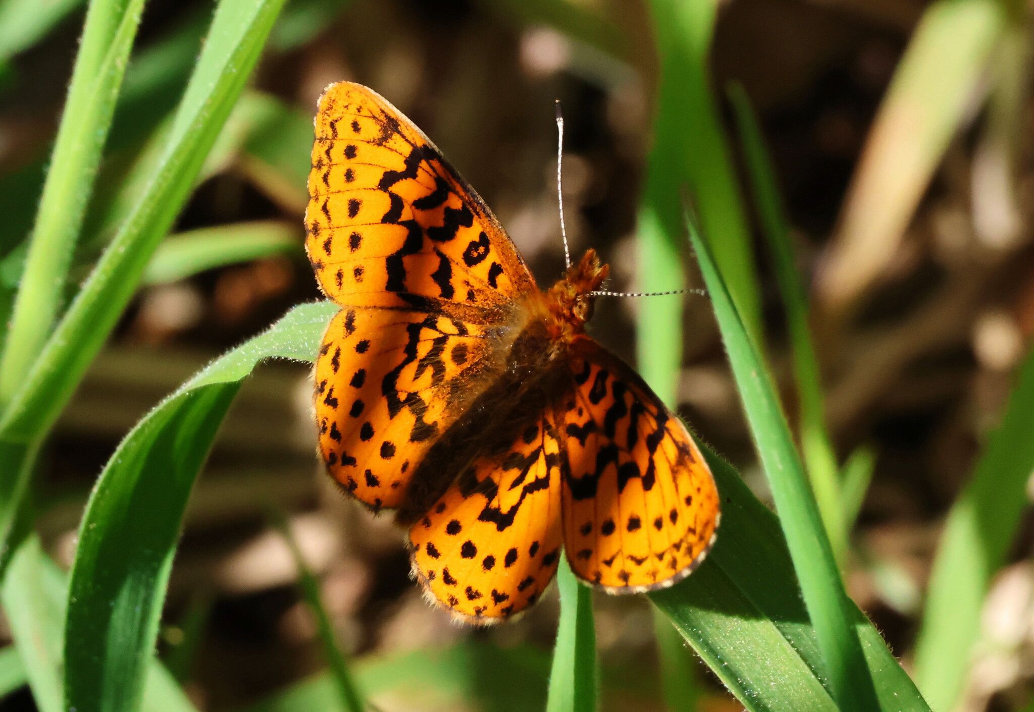 gbif image for Boloria epithore