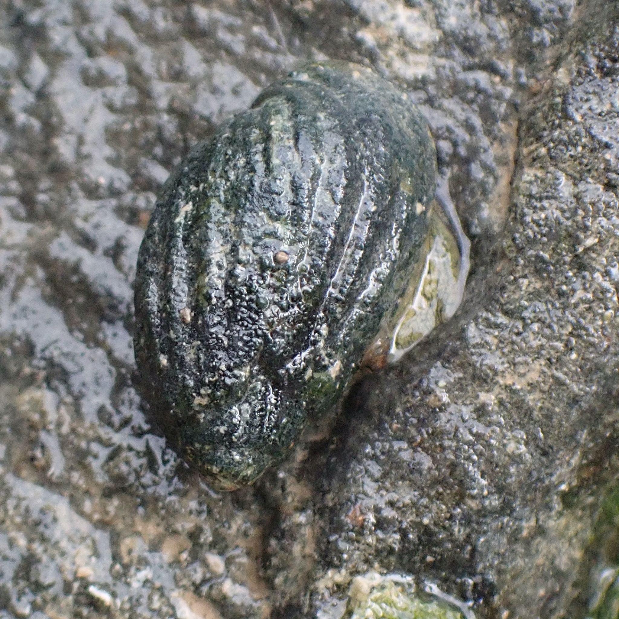 gbif image for Melanopsis cariosa