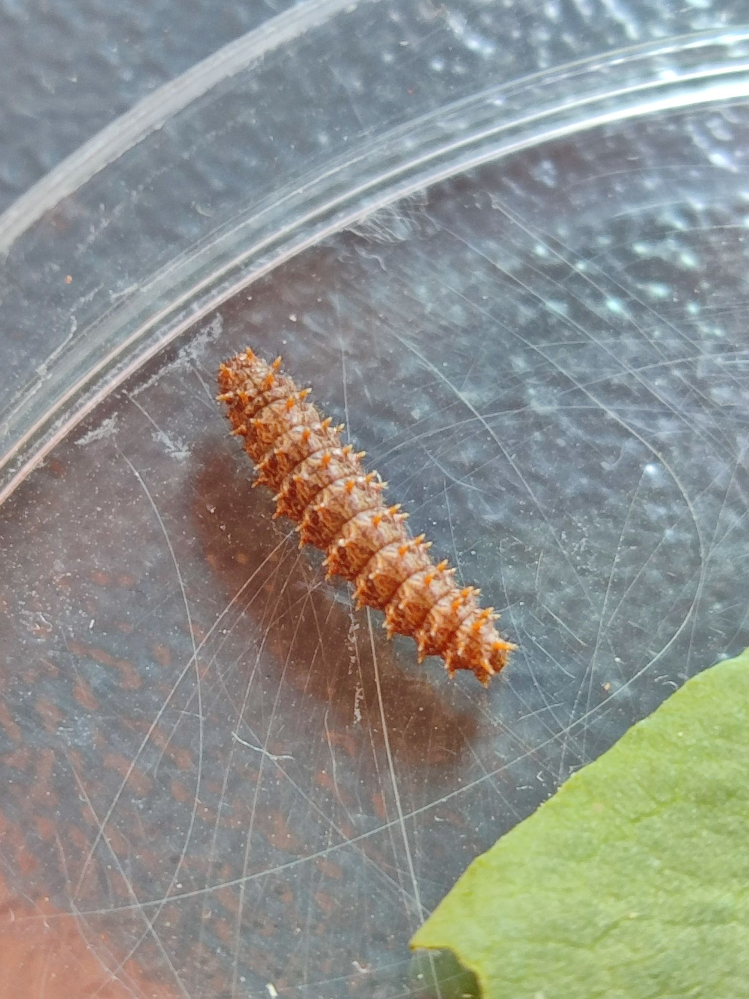 gbif image for Boloria eunomia