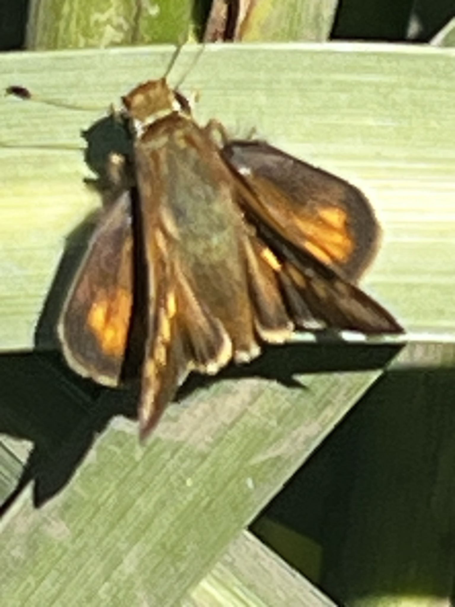 gbif image for Ochlodes sylvanoides