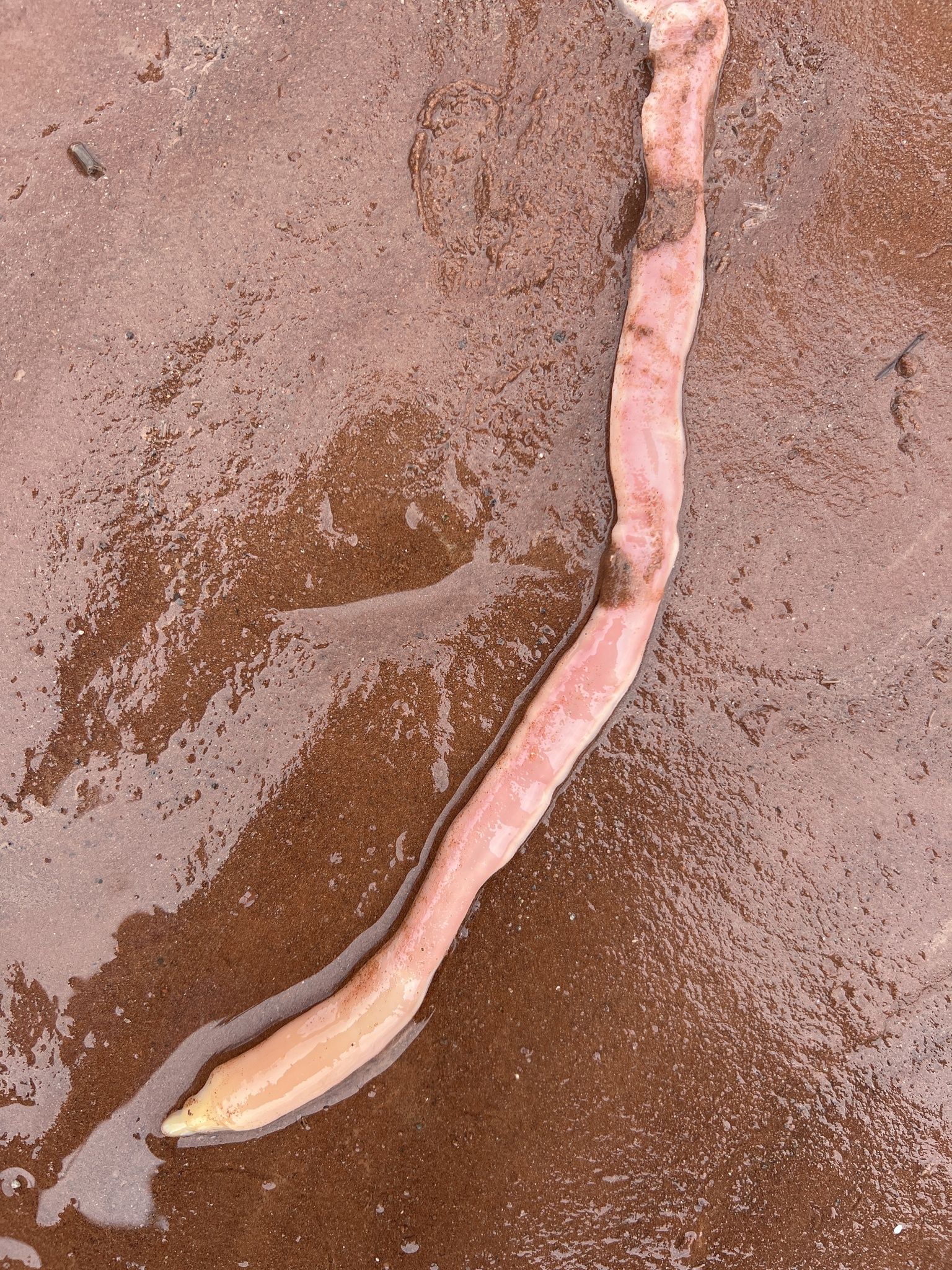 gbif image for Cerebratulus lacteus