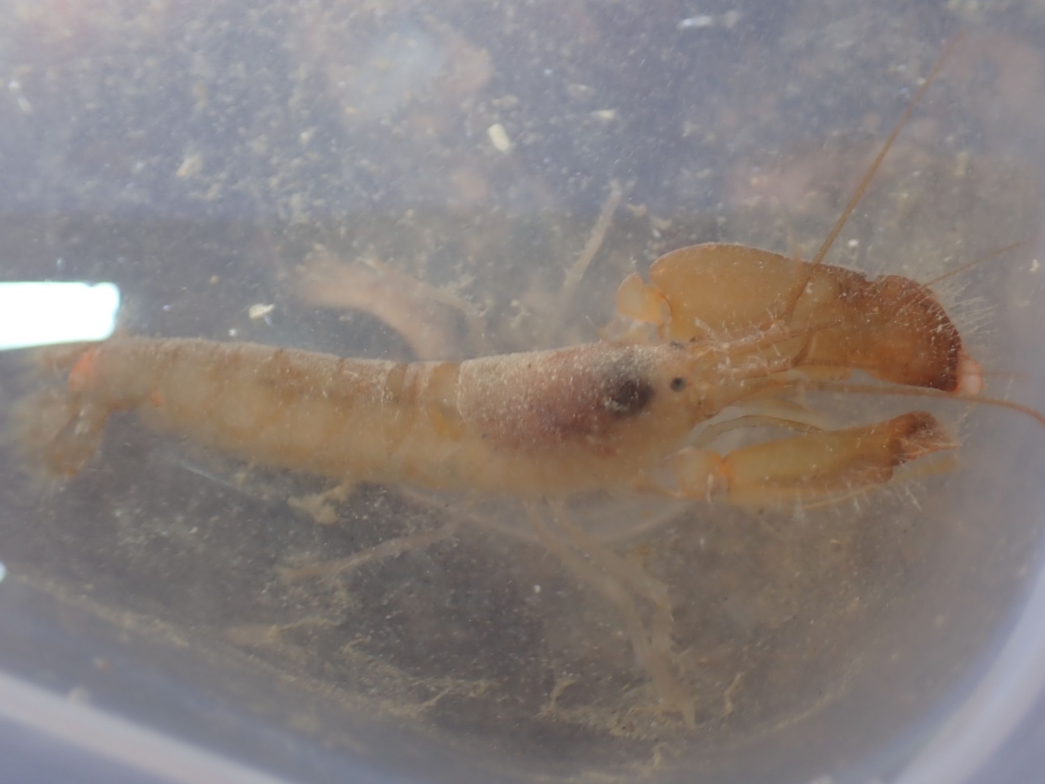 gbif image for Alpheus macrocheles