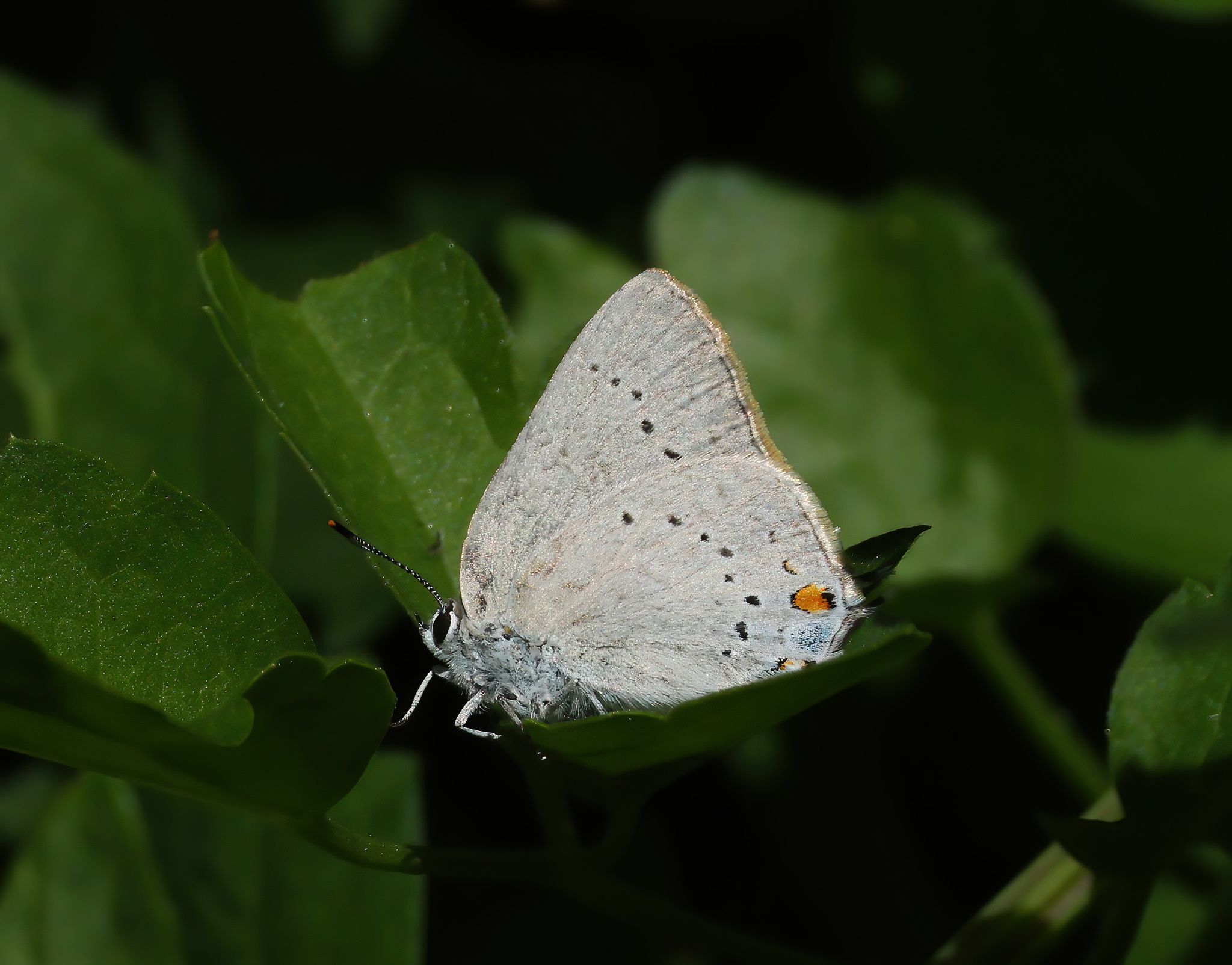 gbif image for Strymon sylvinus