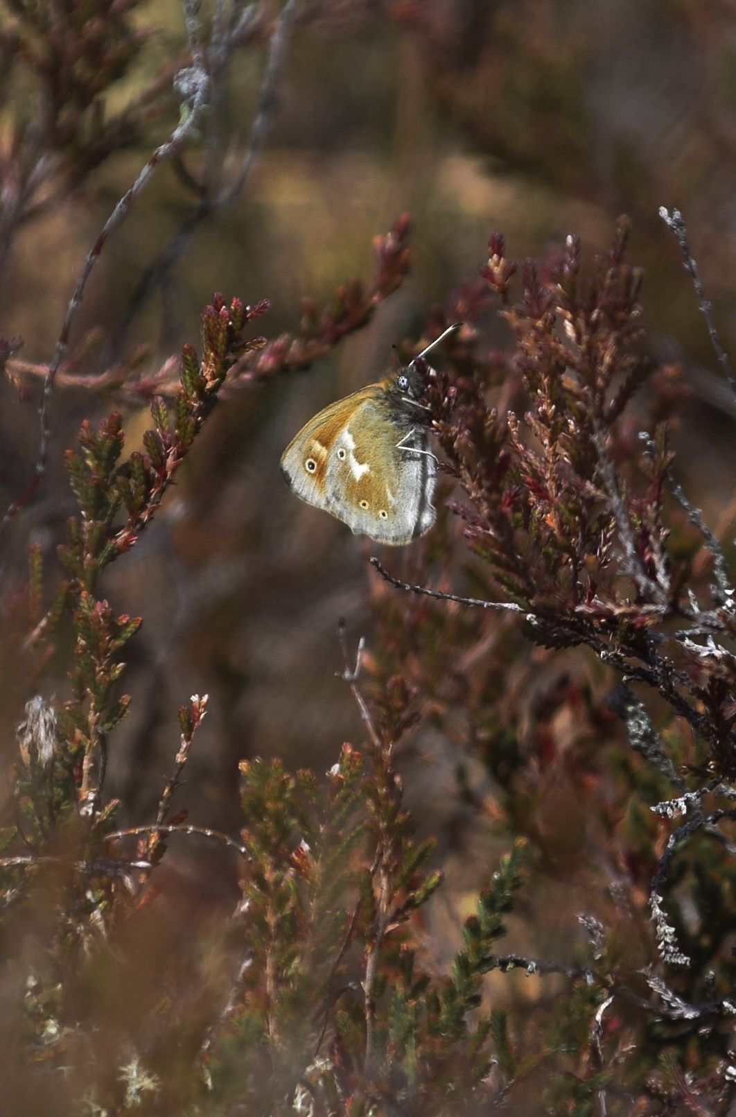 gbif image for Coenonympha tullia