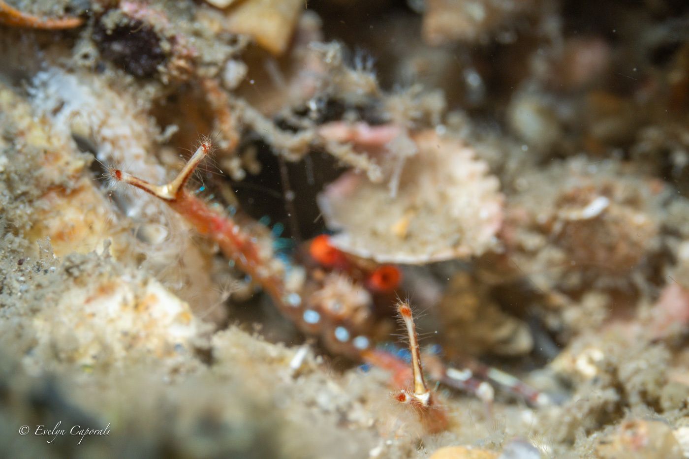 gbif image for Munida pusilla