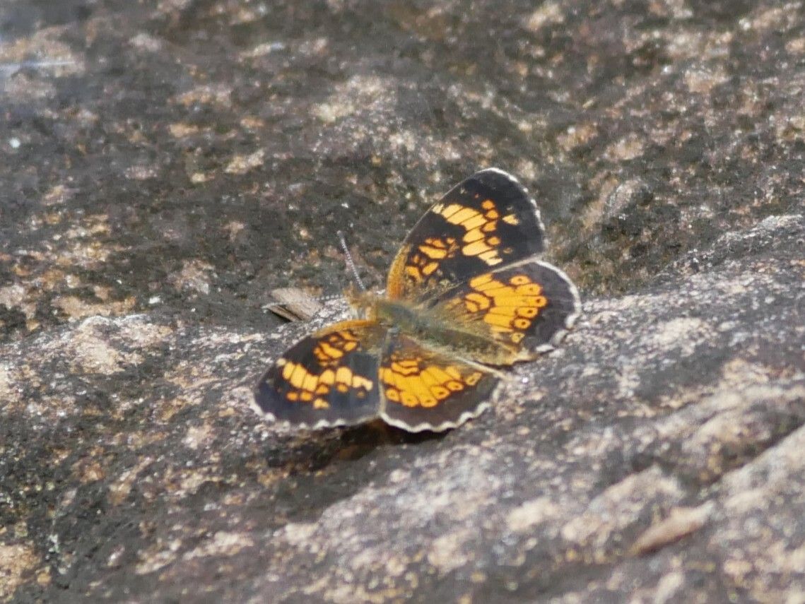 gbif image for Phyciodes batesii