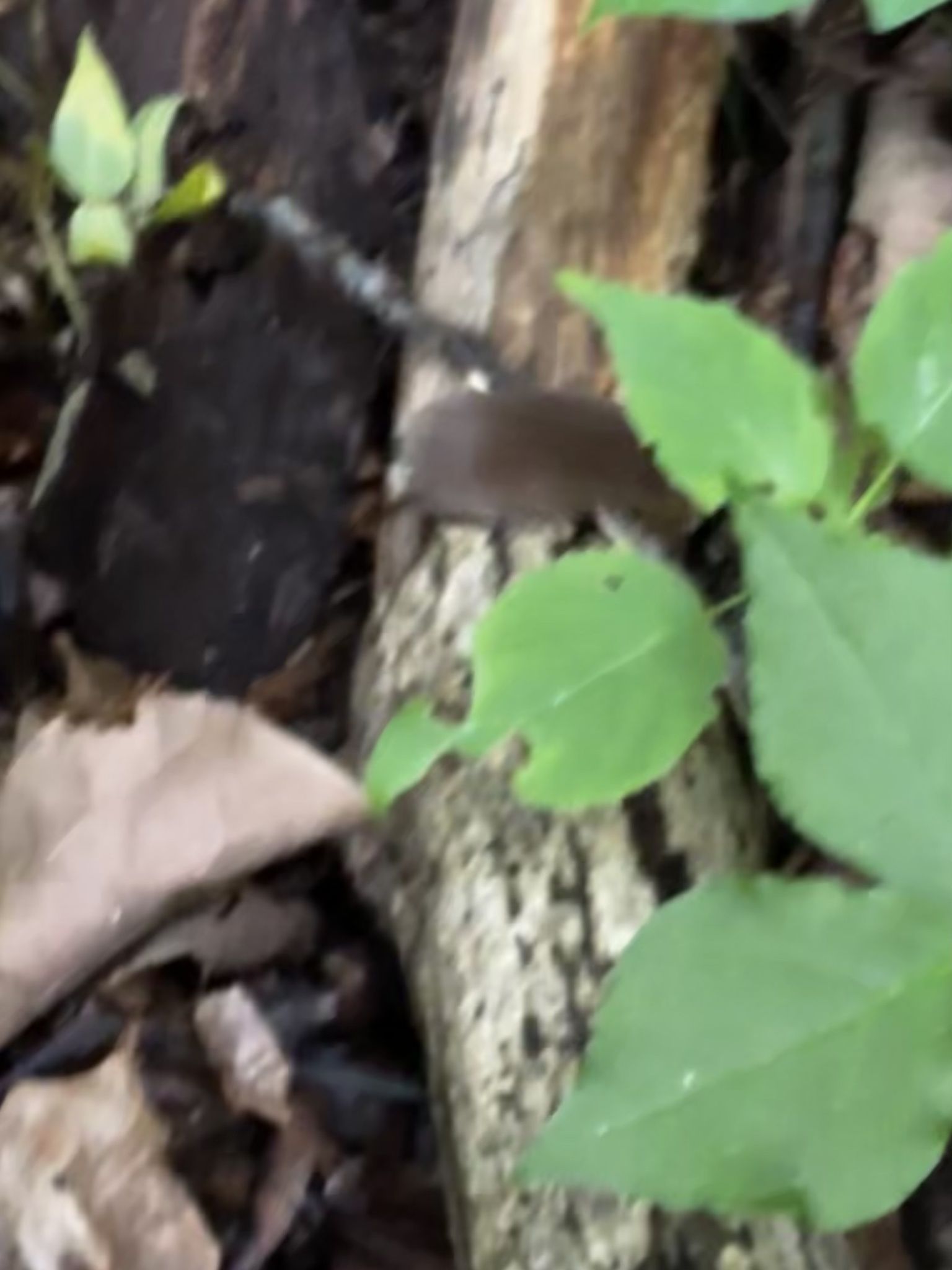 gbif image for Sorex longirostris