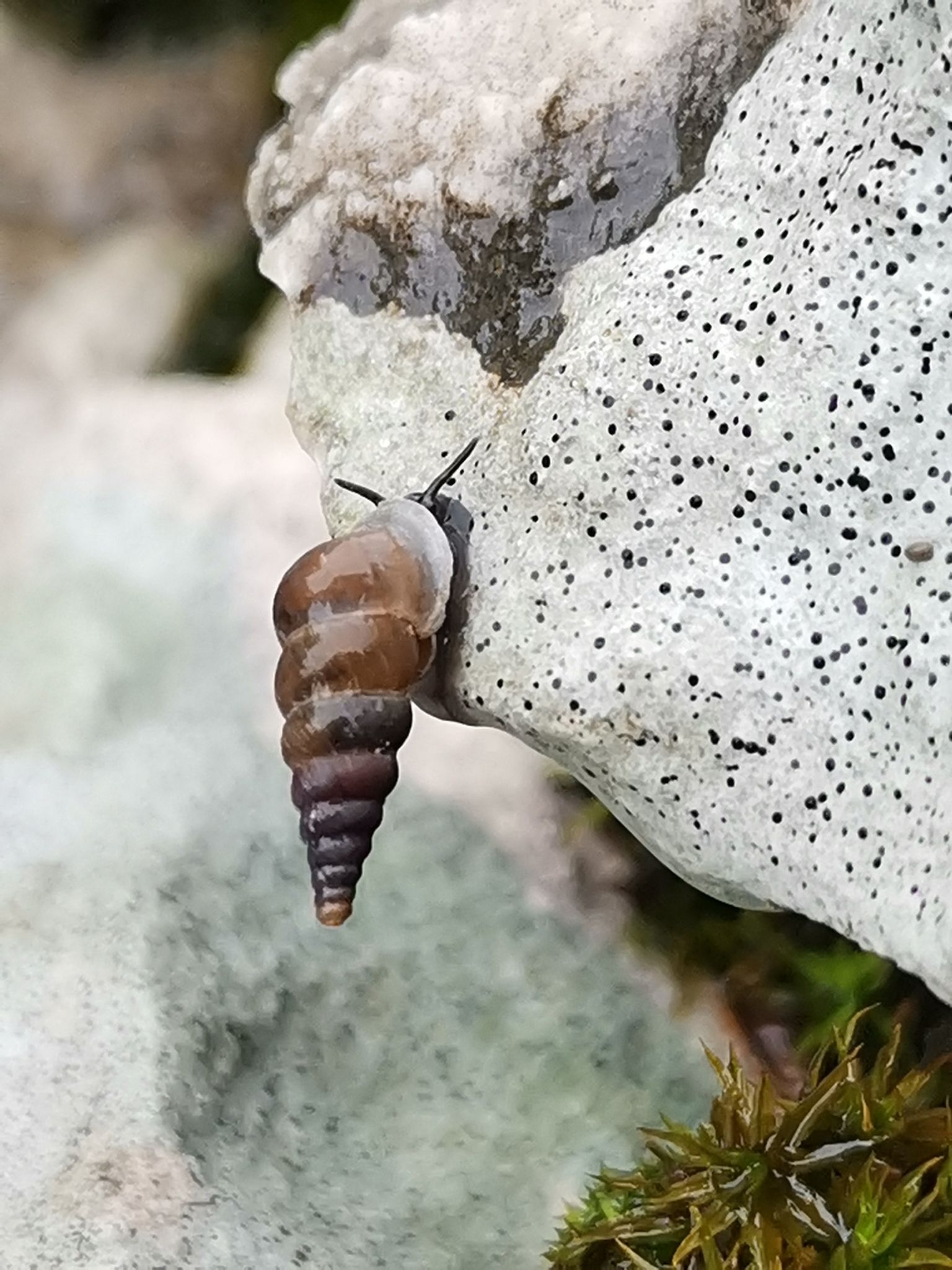 gbif image for Cochlostoma henricae