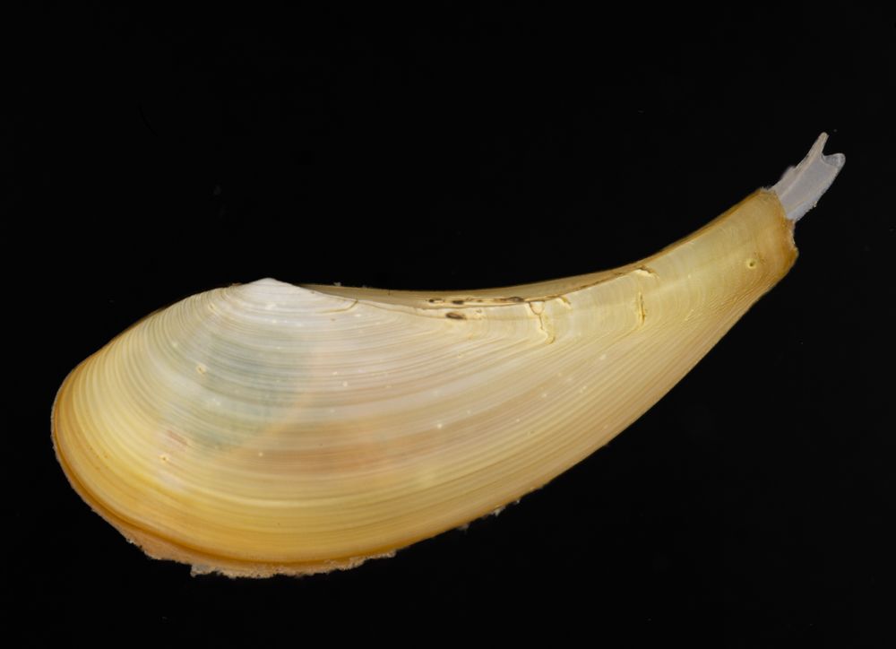 gbif image for Propeleda longicaudata