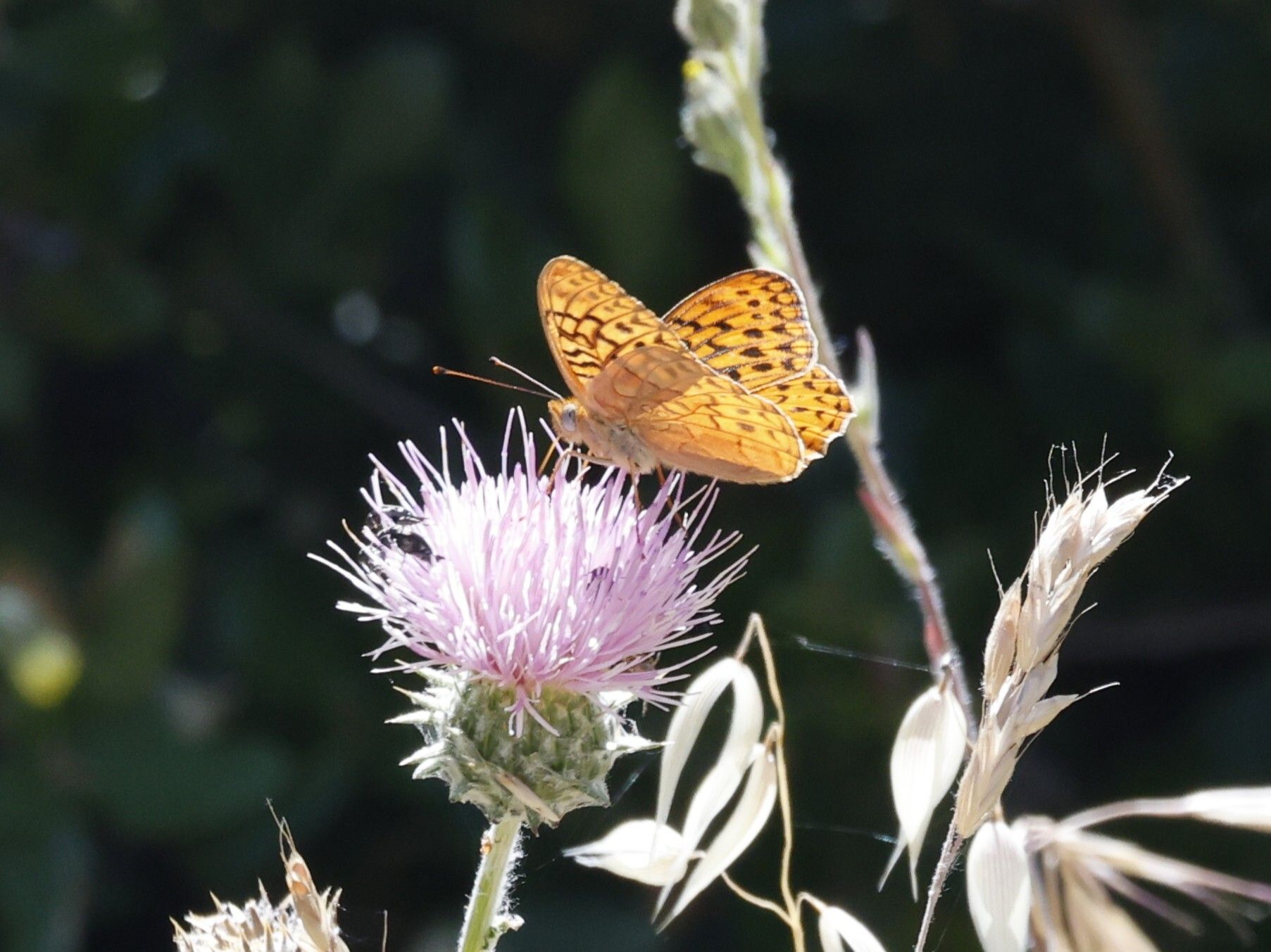 gbif image for Speyeria adiaste