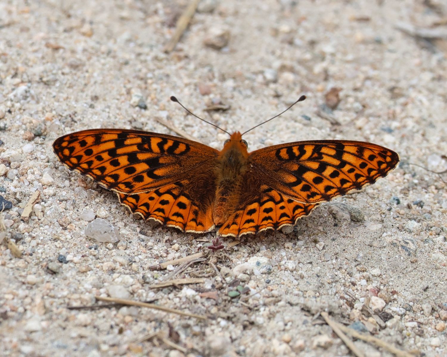 gbif image for Speyeria hydaspe