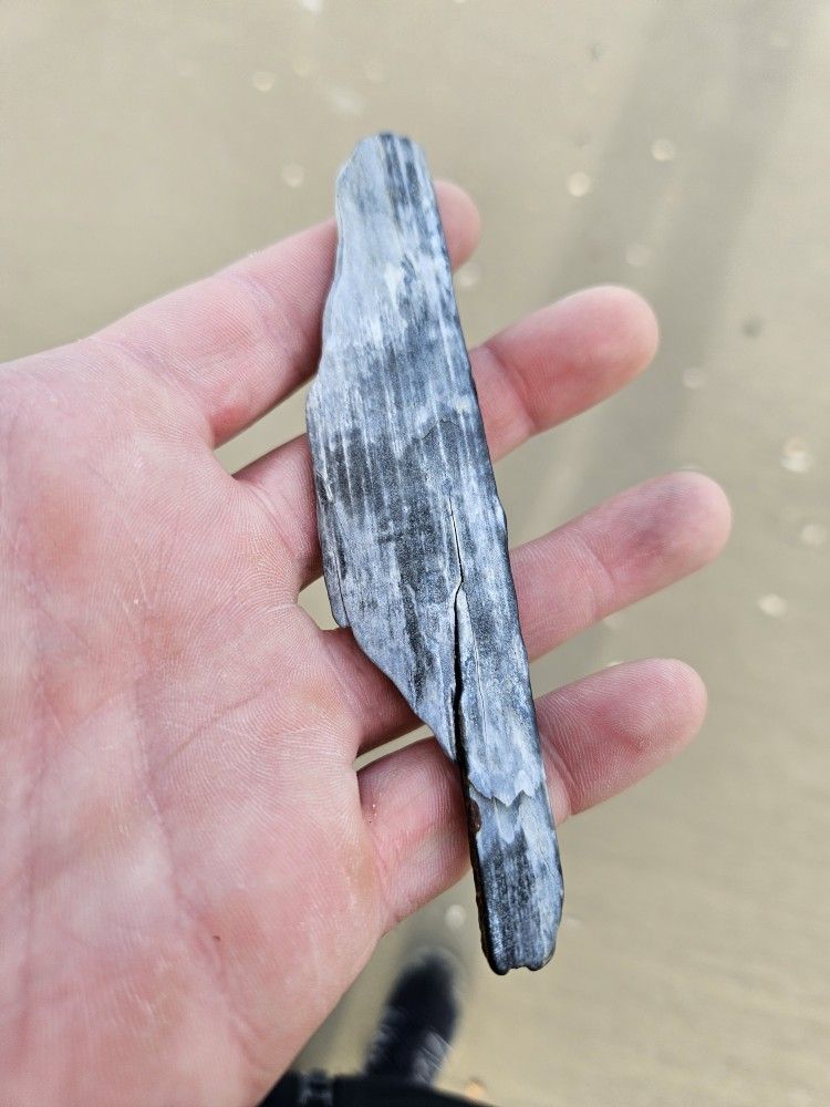 gbif image for Mammuthus primigenius