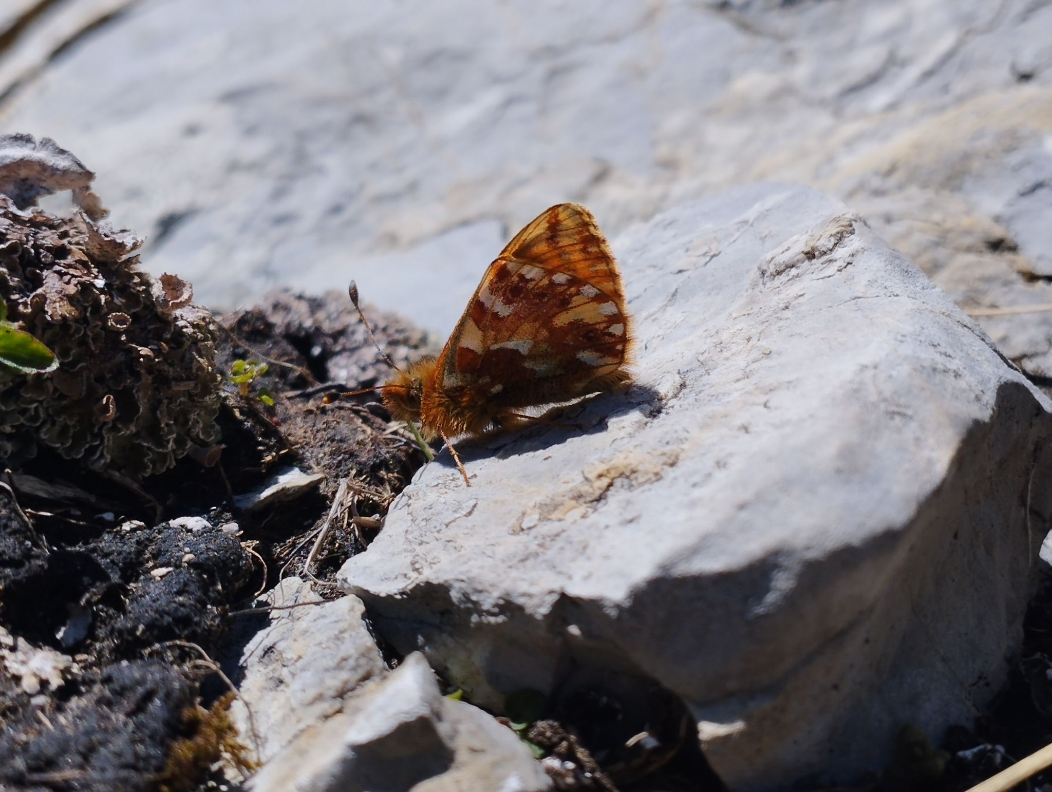 gbif image for Boloria pales