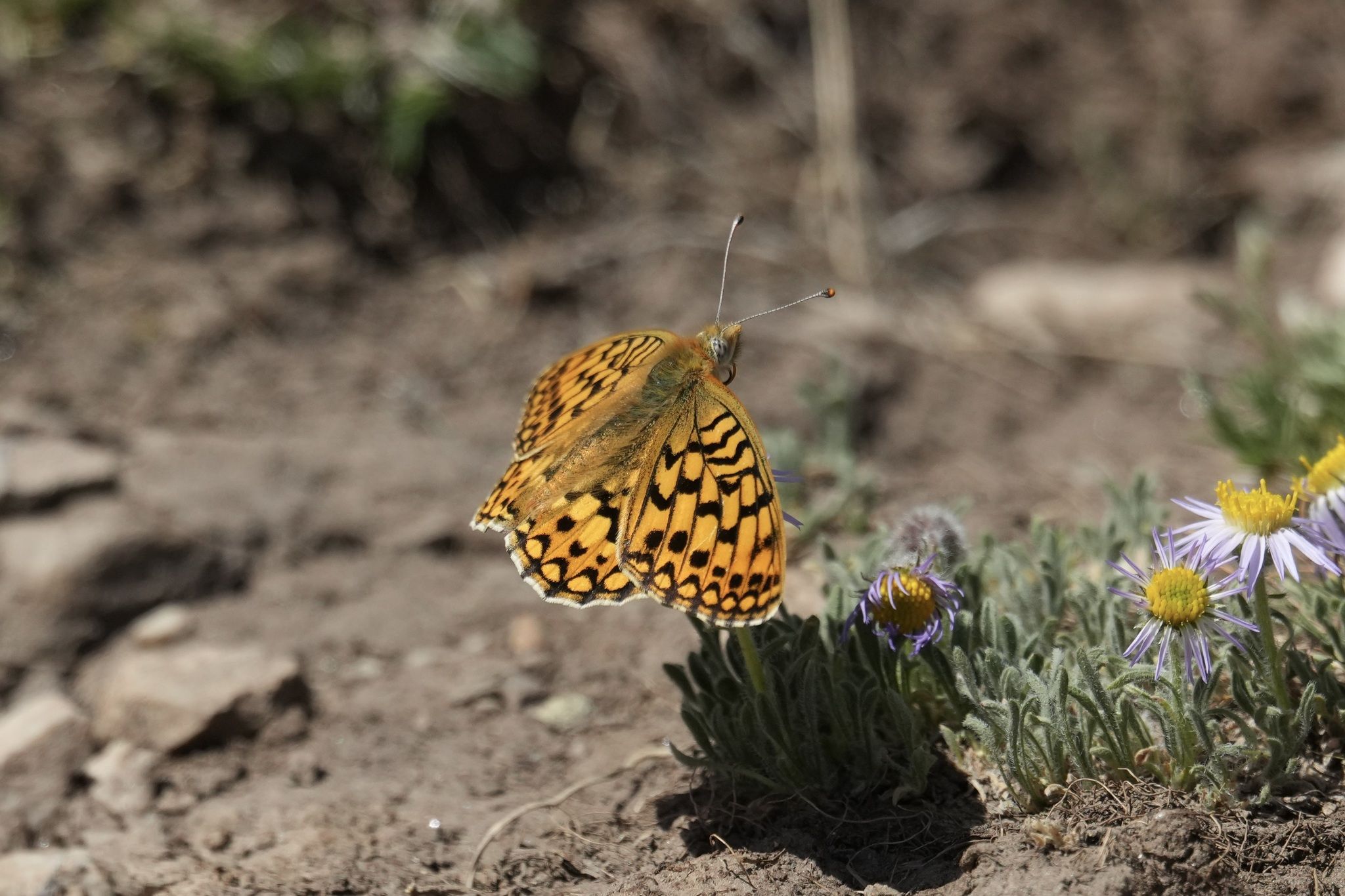 gbif image for Speyeria egleis