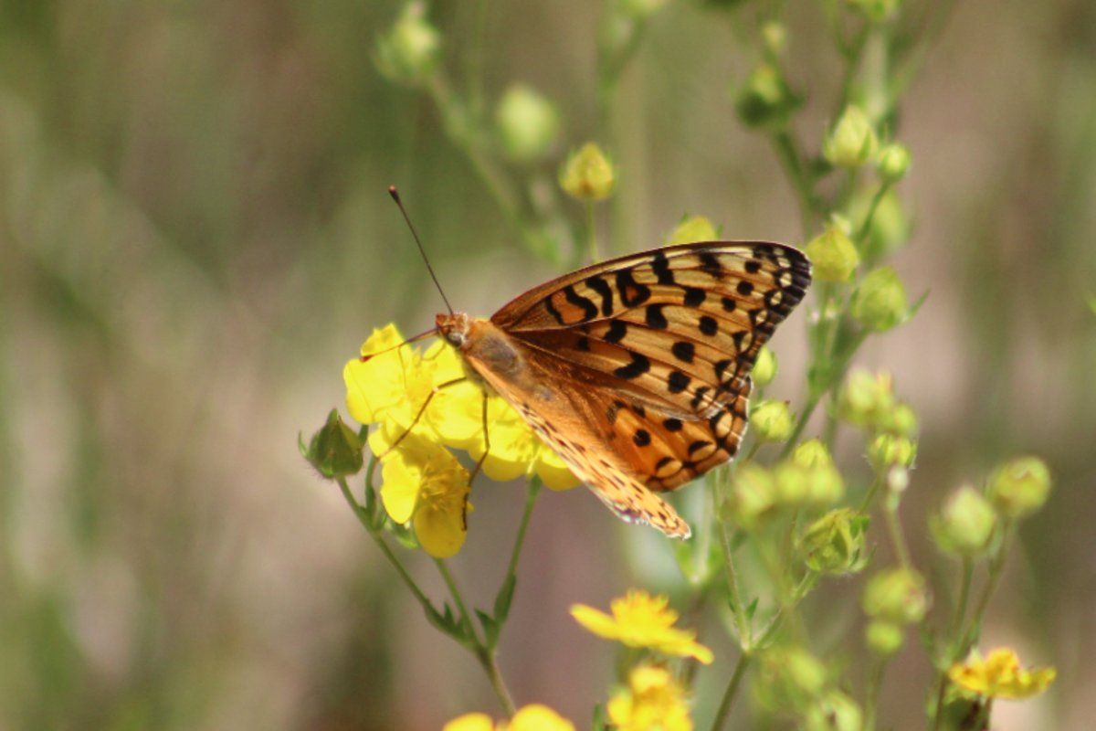 gbif image for Speyeria coronis