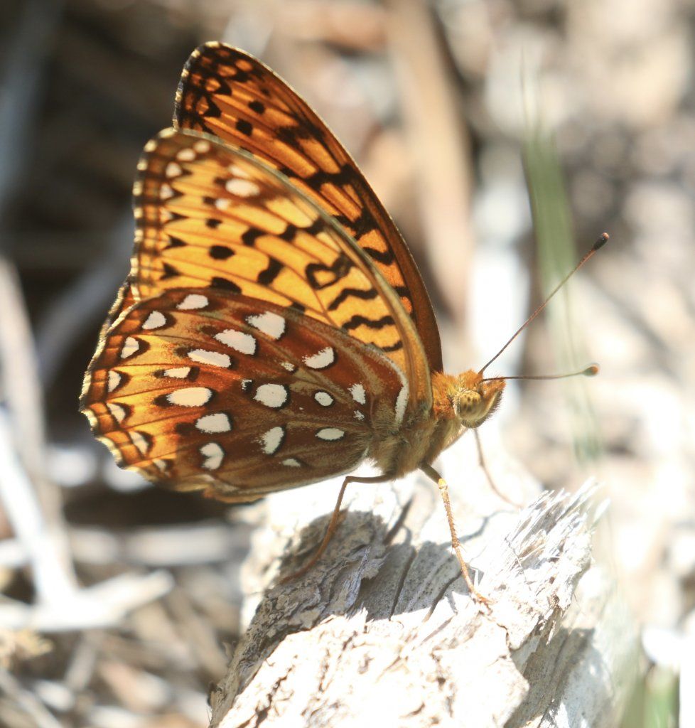 gbif image for Speyeria aphrodite