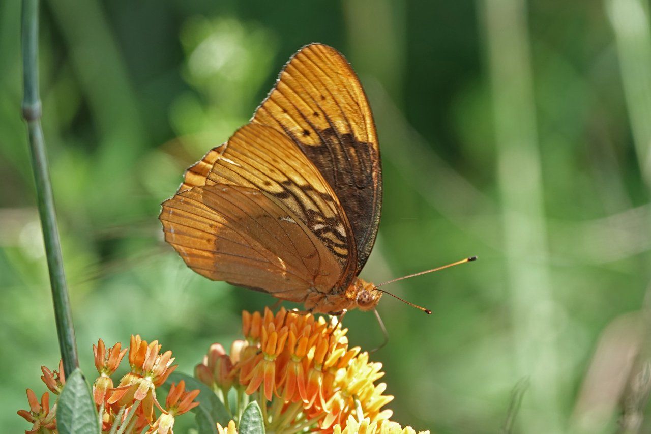 gbif image for Speyeria diana