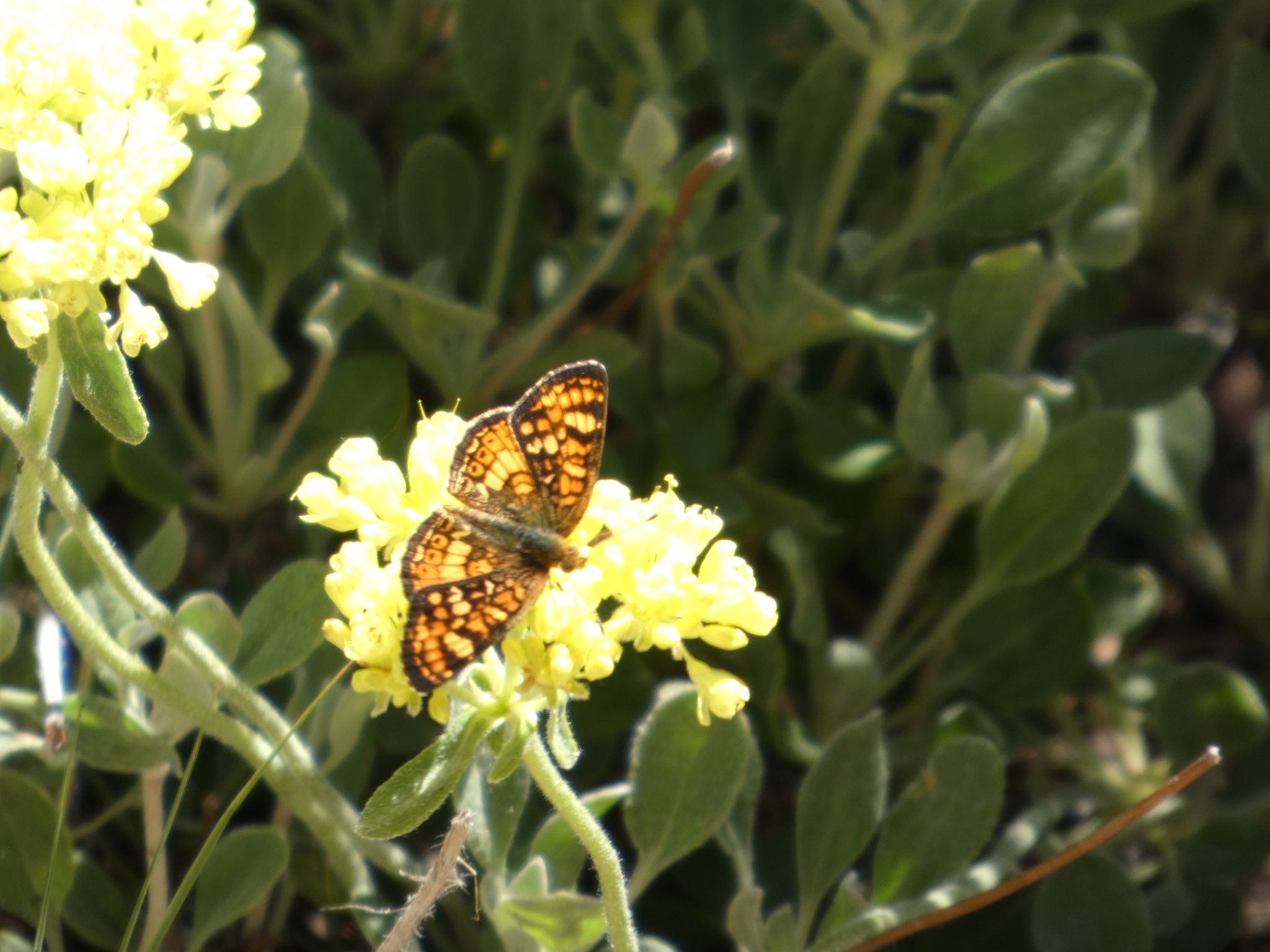 gbif image for Phyciodes montana