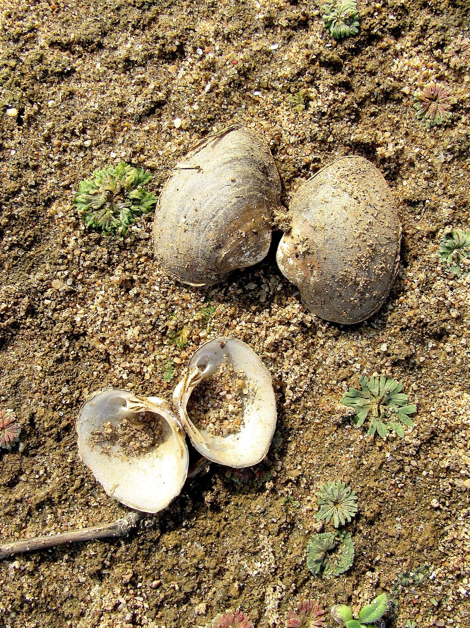 gbif image for Parreysia rajahensis